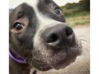 Adopt HERCULES a Pit Bull Terrier