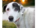 Adopt RUFFFUS a Dalmatian, Greyhound