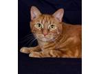 Adopt Mack (now Max) a Domestic Short Hair