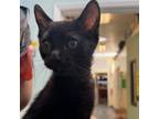 Adopt Baps a Domestic Short Hair