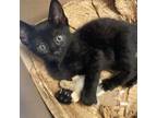 Adopt Jerry a Domestic Short Hair