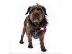 Adopt Floyd 11817 a Schnauzer, Terrier
