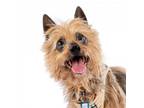 Adopt Kabob 11852 a Yorkshire Terrier