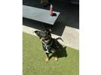 Adopt ROY ROGERS a Australian Cattle Dog / Blue Heeler, Rottweiler