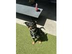 Adopt ROY ROGERS a Rottweiler, Pit Bull Terrier