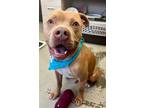 Adopt NELSON a Pit Bull Terrier, Mixed Breed
