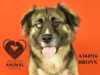 Adopt BRONX a German Shepherd Dog