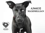 Adopt MAXIMILLIAN a Labrador Retriever, Mixed Breed
