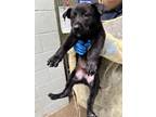 Adopt RALPH a Labrador Retriever, Mixed Breed