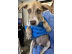 Adopt HARLEY a Siberian Husky, Mixed Breed