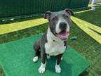 Adopt DARWIN a Pit Bull Terrier