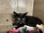 Adopt DAMIEN a Domestic Short Hair