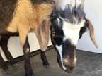 Adopt Livestock a Goat