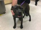 Adopt Dog a Cane Corso