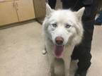 Adopt Dog a Siberian Husky, Mixed Breed