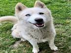Adopt Dog a Siberian Husky, Mixed Breed