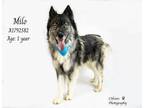 Adopt Dog a Siberian Husky, Mixed Breed