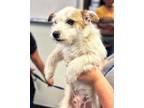 Adopt Clifford a Jack Russell Terrier