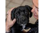 Adopt Todd a Basset Hound, Pit Bull Terrier