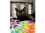 Adopt Binx a Domestic Short Hair