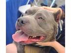 Adopt COCONUT a Pit Bull Terrier