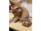 Adopt FRANK a Domestic Short Hair