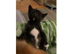 Adopt LICORICE a Domestic Short Hair