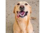 Adopt BUDDY a Labrador Retriever, Mixed Breed