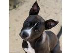 Adopt BRUISER a Pit Bull Terrier