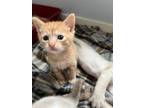 Adopt TOFFEE a Domestic Short Hair