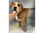 Adopt TONY PIZZA a Hound, Mixed Breed