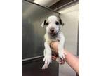 Adopt KINDER a Dogo Argentino, Pit Bull Terrier