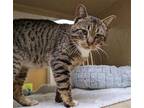 Adopt MEOWTH a Domestic Short Hair