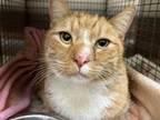 Adopt SONNY a Domestic Short Hair