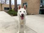 Adopt DUNCAN a Siberian Husky, Mixed Breed