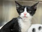 Adopt HENRY a Domestic Short Hair