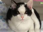 Adopt OSCAR a Domestic Short Hair