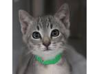 Adopt Pewter a Domestic Short Hair