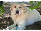 Adopt BUDDY a Great Pyrenees