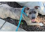Adopt KNOX a Pit Bull Terrier