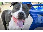 Adopt BIG BABY BLUE a Pit Bull Terrier