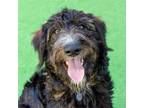 Adopt Puck a Schnauzer, Terrier