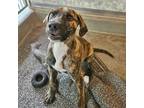 Adopt Enzo a Mixed Breed