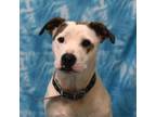 Adopt Soy Sauce a Pit Bull Terrier