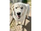Adopt CLYDE a Great Pyrenees, Mixed Breed