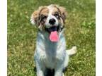 Adopt MASON a Bernese Mountain Dog, Great Pyrenees