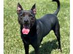 Adopt SNOOP DOG a Labrador Retriever, Pit Bull Terrier