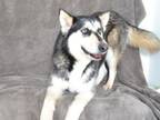 Adopt SPUDNICK a Husky, Mixed Breed