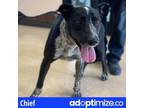 Adopt Chief a Cattle Dog, Mixed Breed
