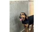 Adopt Henry a Coonhound, Mixed Breed